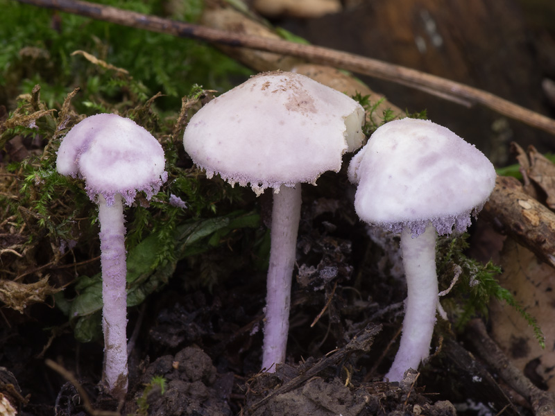 Cystolepiota bucknallii